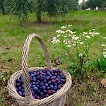 Farmház Sambuco