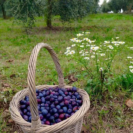 Gospodarstwo agroturystyczne Sambuco